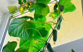 Огурец Окошко f1 — характеристика и основные правила выращивания сорта