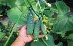 Огурец Ягуар: описание сорта, правила выращивания, отзывы садоводов