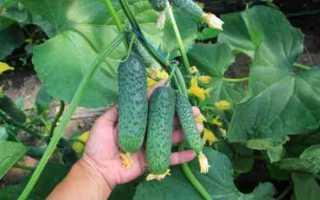 Огурец Ягуар: описание сорта, правила выращивания, отзывы садоводов