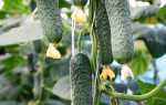 Огурцы Сотник f1 – среднеспелый гибрид вегетативной разновидности с мощными корнями и красивыми зеленцами