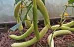 Огурцы Белый змей f1 – сорт китайских селекционеров с отменными вкусовыми качествами и высокой урожайностью