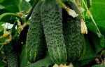 Огурцы Фараон f1 – высокоурожайный гибрид с красивыми плодами и крепким иммунитетом