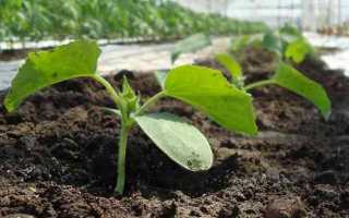 Огурцы Анника f1: описание сорта, правила выращивание, советы огородников