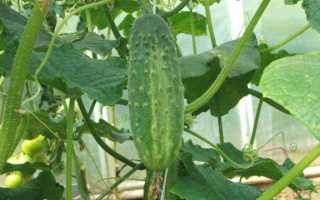 Огурцы Фермер F1 — высокоурожайный сорт, культивируемый на открытых грядках