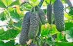 Огурец Мадрилене — характеристика и правила выращивания