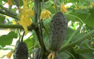 Огурец Колибри f1 – партенокарпический высокоурожайный сорт раннего созревания