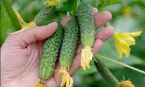 Огурцы Бинго: характеристика, урожайность, правила выращивания
