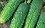 Огурцы Лорд f1- особенности выращивания сорта, советы огородников