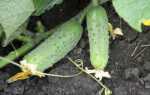 Огурцы Соната f1 – гибридный сорт от голландских селекционеров, выведенный для возделывания в холодных регионах