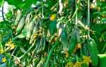 Огурцы Сибирский букет f1 – сорт для холодных регионов со вкусными и сочными плодами