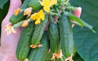 Огурцы Марьина роща f1: характеристика, правила выращивания, отзывы огородников