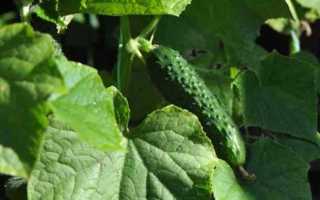 Огурец Селедочка f1: описание и основные правила выращивания сорта