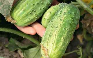 Огурцы сорта Забияка f1 — основные характеристики и правила выращивания сорта