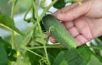 Огурцы Зеленая гирлянда f1 – высокопродуктивный и сладкий сорта: характеристика и рекомендации по выращиванию