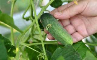 Огурцы Зеленая гирлянда f1 – высокопродуктивный и сладкий сорта: характеристика и рекомендации по выращиванию