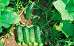 Огурец Клавдия F1: подробное описание и правила выращивания сорта