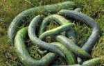 Огурцы Китайский змей — характеристика и правила выращивания сорта