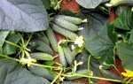 Гибридный и плодовитый сорт – огурец Муссон f1: характеристика и рекомендации культивирования