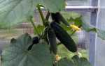 Огурец Гоша f1 — ультраранний сорт с хорошей урожайностью