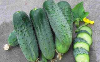 Огурцы Караоке f1: характеристика и важные правила выращивания