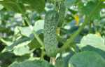 Голландский сверхпродуктивный сорт – огурец Ленара f1: характеристика и рекомендации выращивания