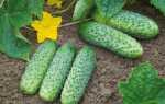 Огурцы Бенефис f1: описание сорта, особенности выращивания, отзывы садоводов