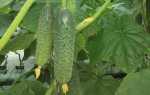Огурцы Дончак f1: характеристика, правила выращивания, отзывы садоводов