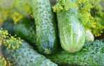 Огурцы Чижик f1 – характеристика и правила выращивания сорта