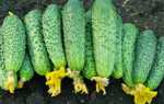 Огурцы Веселая семейка f1 – превосходный партенокарпический сорт: характеристика и рекомендации выращивания