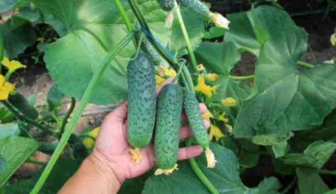 Длина плода достигает 12-14 см
